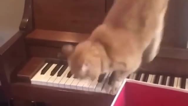 This cat plays piano better than Artur Schnabel