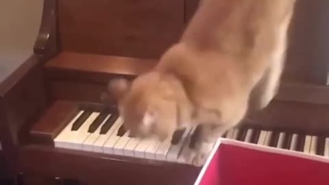 This cat plays piano better than Artur Schnabel