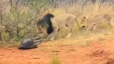 Male lion protects his pride from crocodile attack.