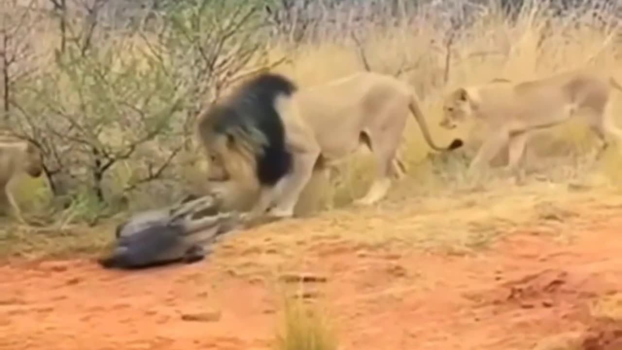 Male lion protects his pride from crocodile attack.