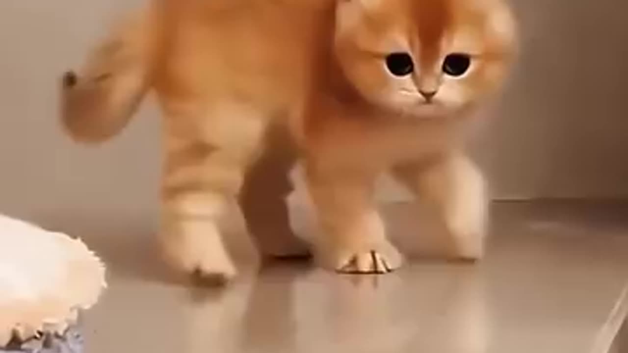 Funny cat video