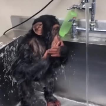 Episode #13 Baby Gorilla Bath In Bathroom Viral Video