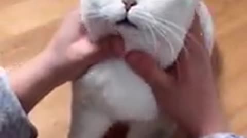 ❤Most Satisfying Funny Cat Video ------ _shorts video❤