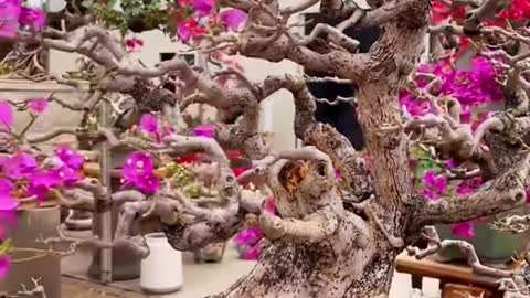 Cây hoa giấy bonsai dáng mẫu t..ử Bạc phong trong truyền thuyết