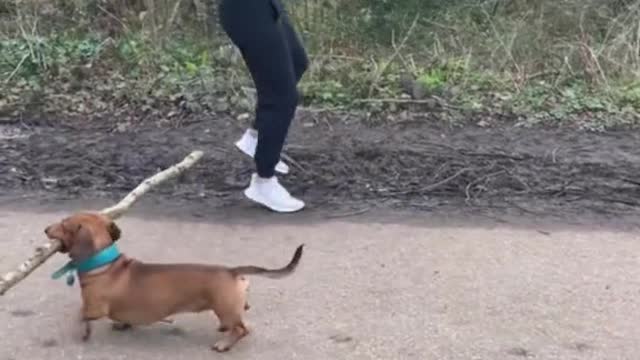 Bosco…FOUND A STICK ON THE GROUND!