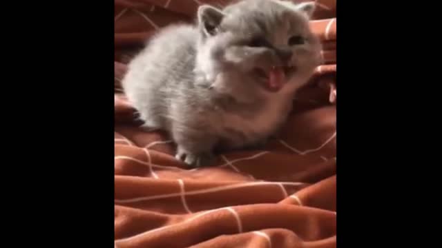 Funny and cute cats - short funny cat videos