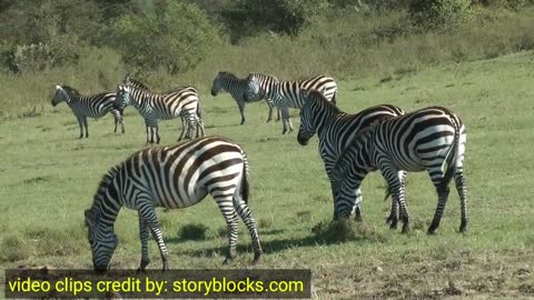 horse & Zebra facts 2022