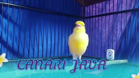 Canary Java Singing 2