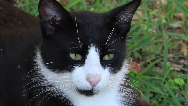 Turkish cat with green eyes