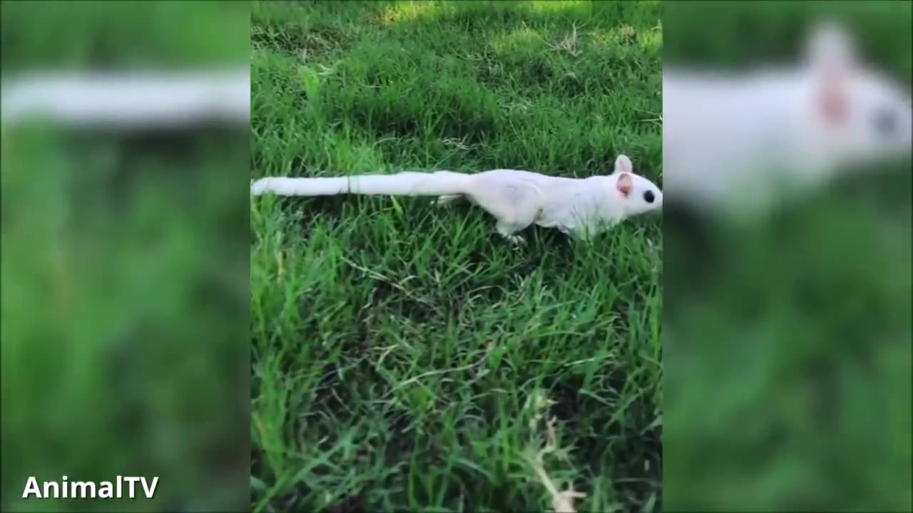 Cute Funny Video