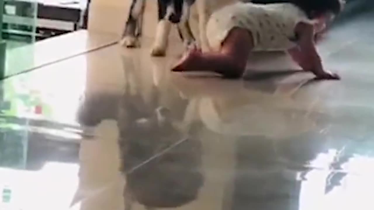 funny dog protects baby