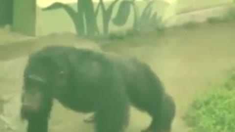 CHIMPANZEE DOING EXERCISES IN THE CAGE || # CHIMPANZEES #CHIMPANZEESFUNNYTHINGS