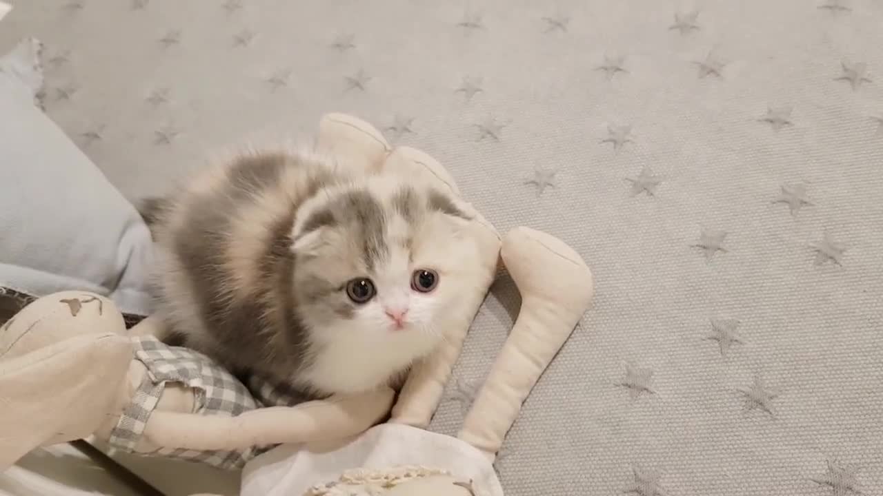 cute kitten videos short leg cat