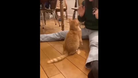 Cute and Funny animals videos😂😂