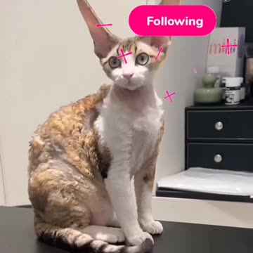 Fanny cat videos