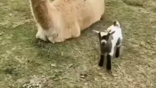 Try Not To Laugh .Amazing . funny animal videos ... cute . crazy & smart goats ...