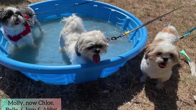 Complete Turnaround Stories from Rescued Puppy Mill Survivors - Colorado Gives Day