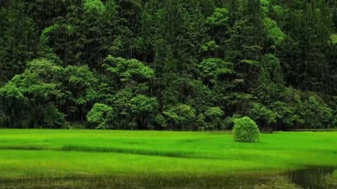 Raining in woods