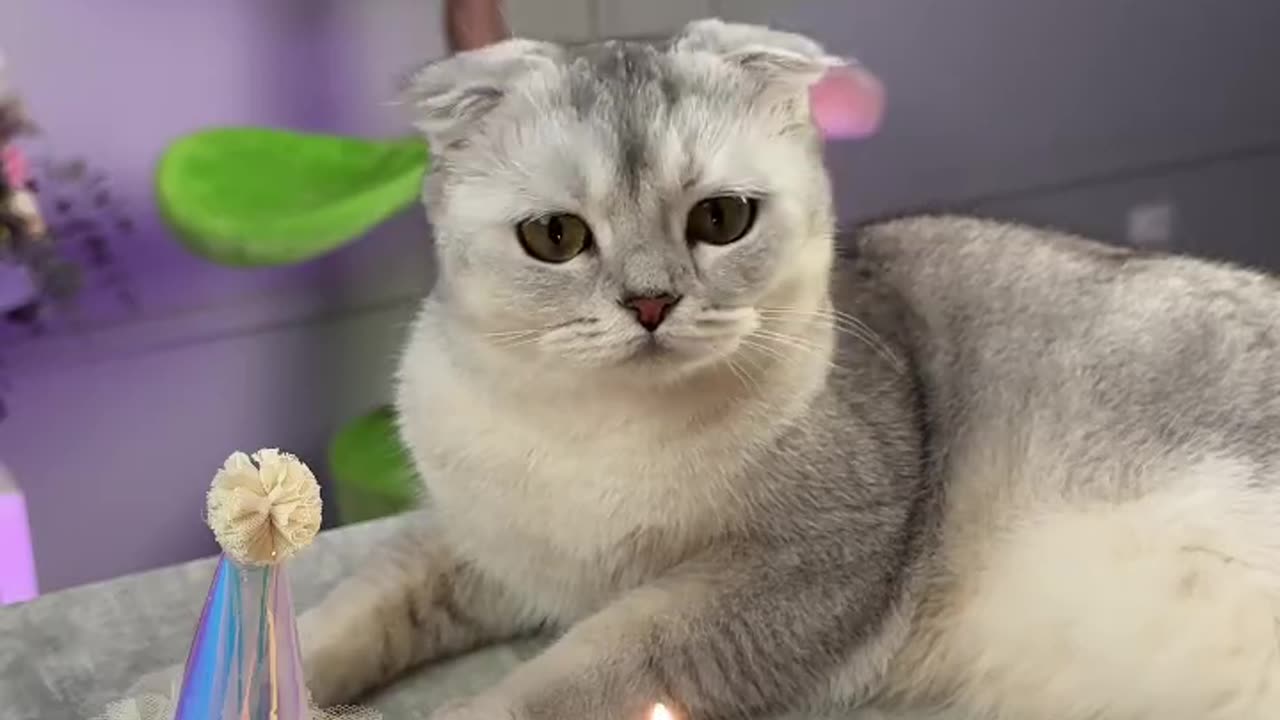 HAPPY BHIRTDAY CAT#MONIKA