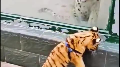 when lion see a tiger