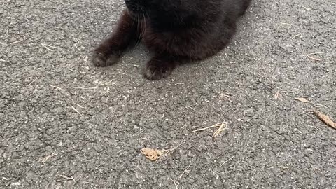 Cute Cat Video