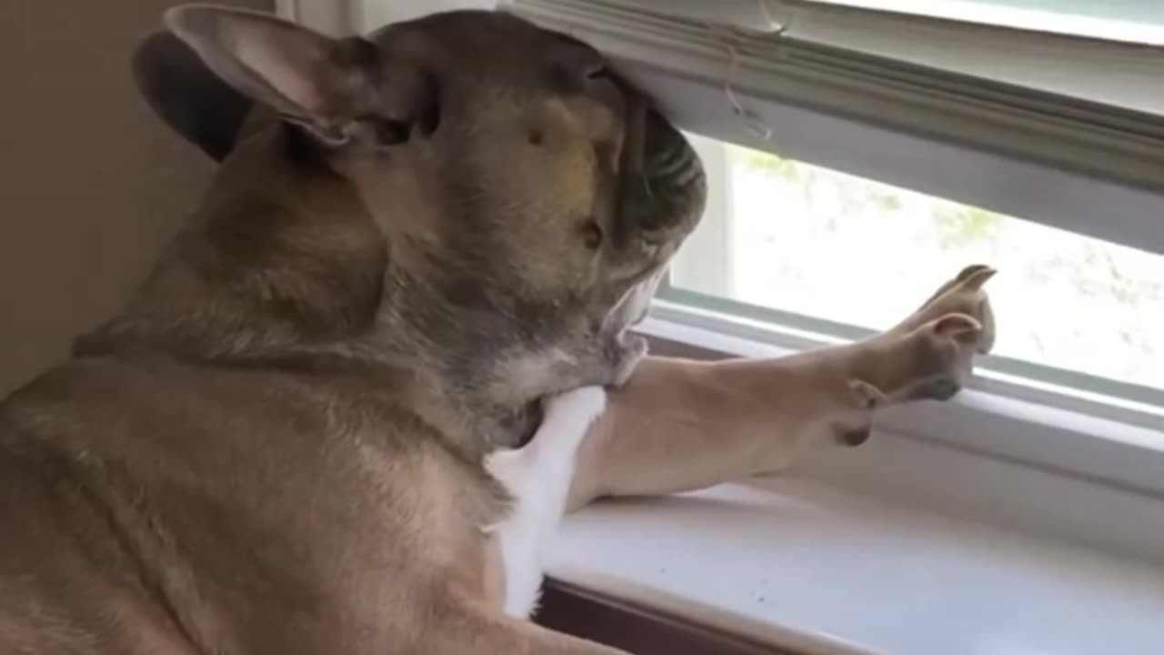 Bulldog Naps In Adorably Funny Position