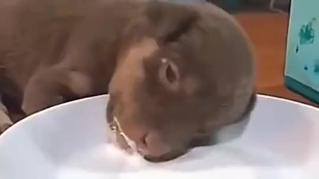 Ha ha, the little dog fell asleep while eating