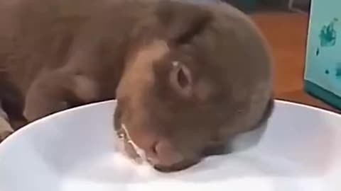 Ha ha, the little dog fell asleep while eating