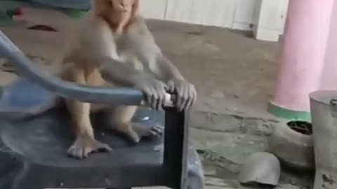 Boss funny animals videos