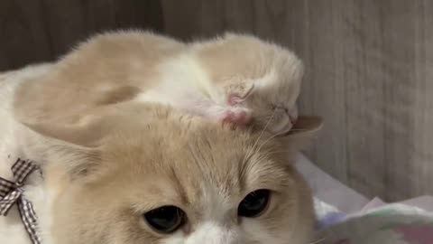 Cat love to his baby cat¶ cat lover