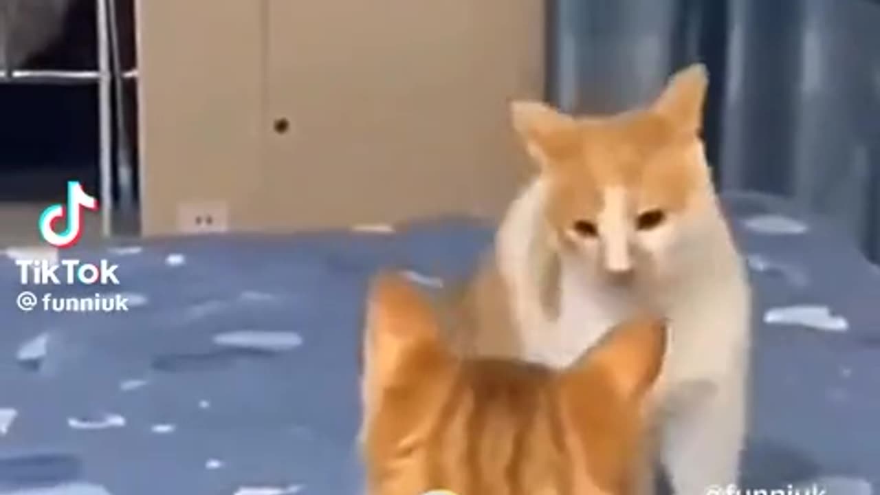 Funny cat video funny animal video