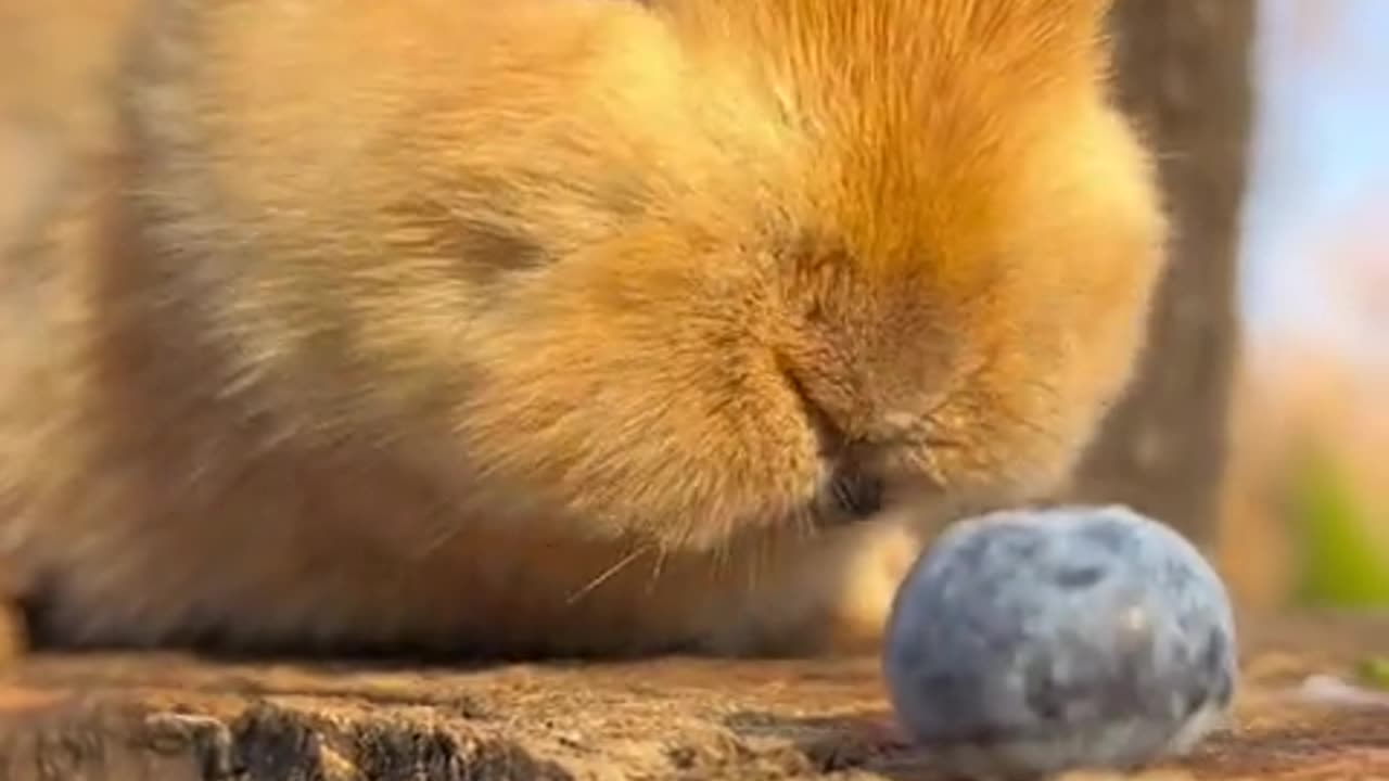 The little bunny's mouth turned red from eating bursting berries.