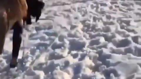 best funny animals videos 223