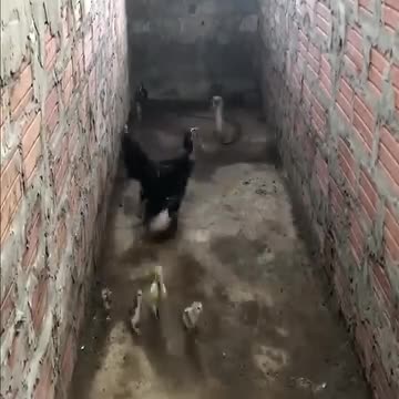 Hen protects her chicks from snake