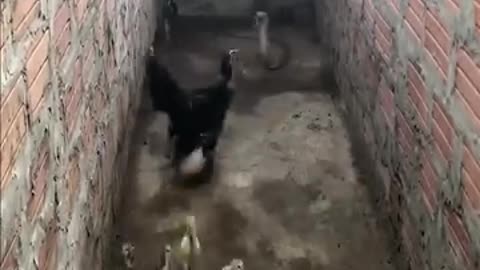 Hen protects her chicks from snake