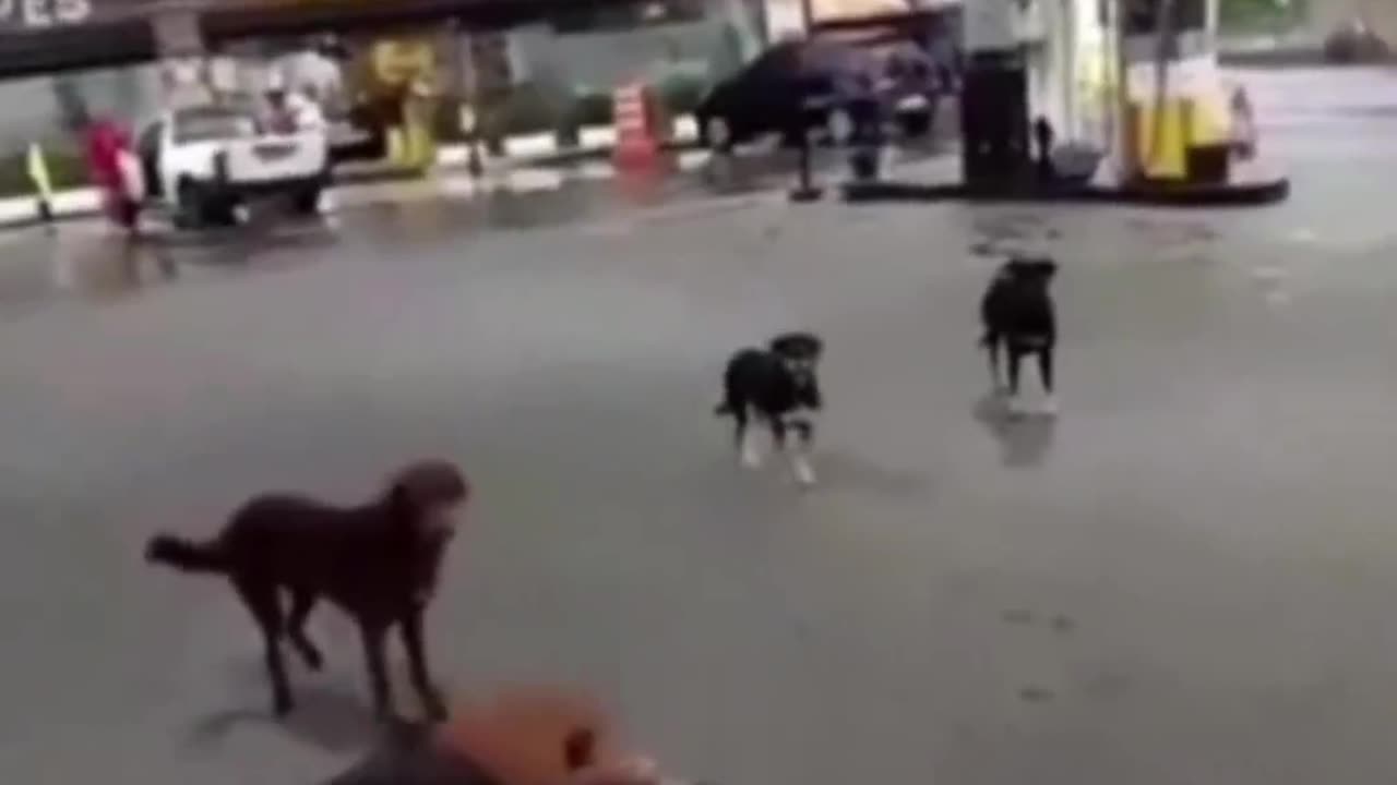 Dog very dangerous🐕‍🦺🐕‍🦺🐕🐕🐶🐾#viral