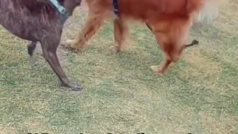 Husky dissuades his bro golden retriever from fighting.