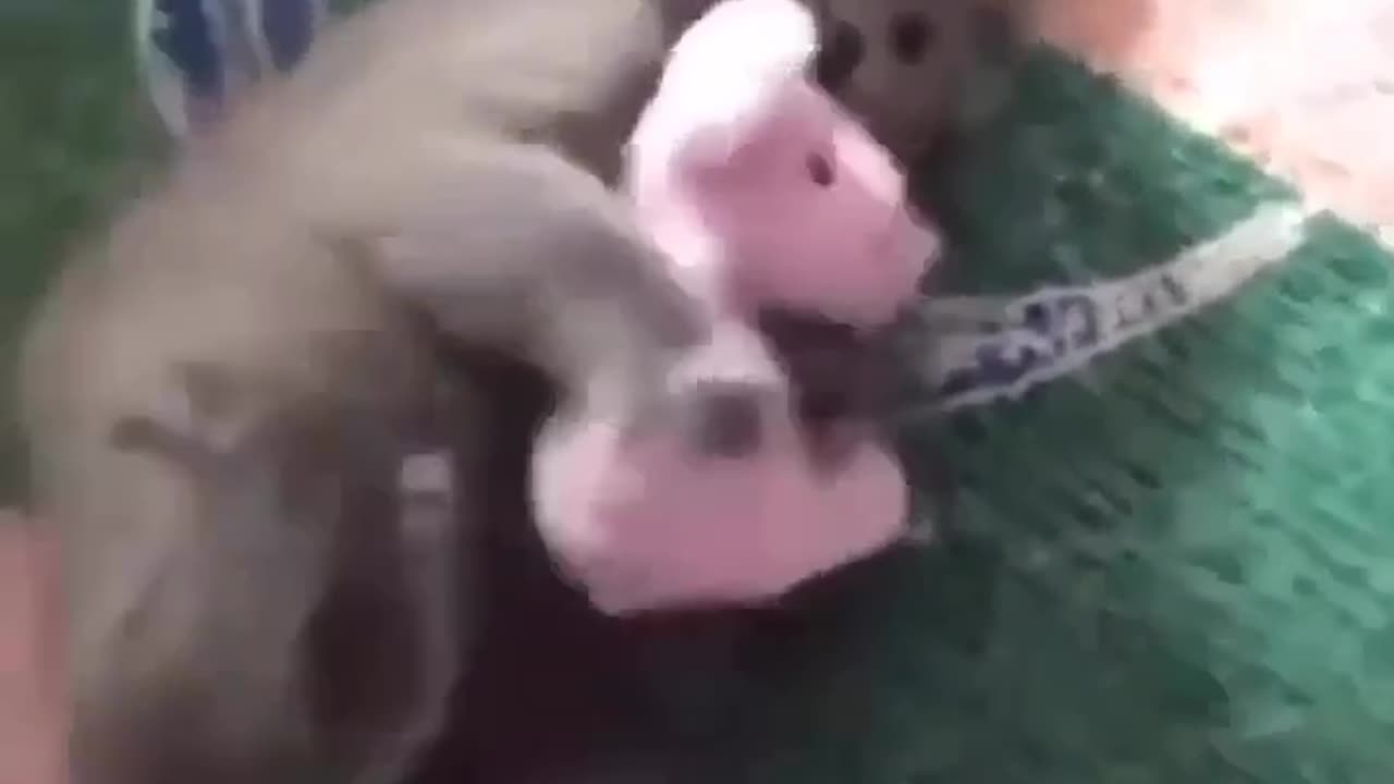 cat playing doll