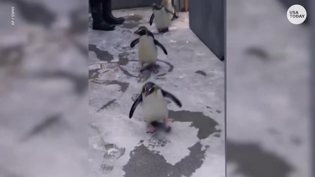 Adorable penguins flap all the way into their new home