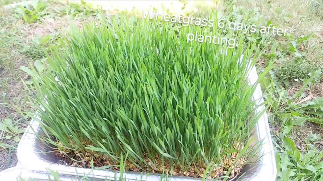 True freedom!! Grow your own.