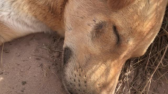 A dog taking a nap