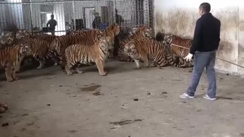 attack of tiger