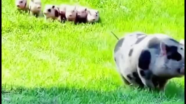 Is this mother pig taking her babies out for a stroll? It's such a cute picture