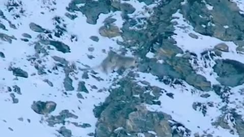 Snow Leopard Hunting Blue Sheep