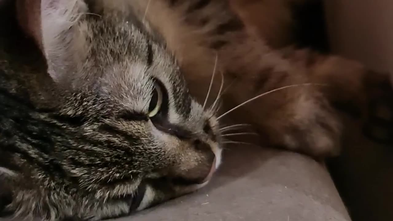 cat cute video