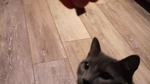 Cat Rocky loves his snacks