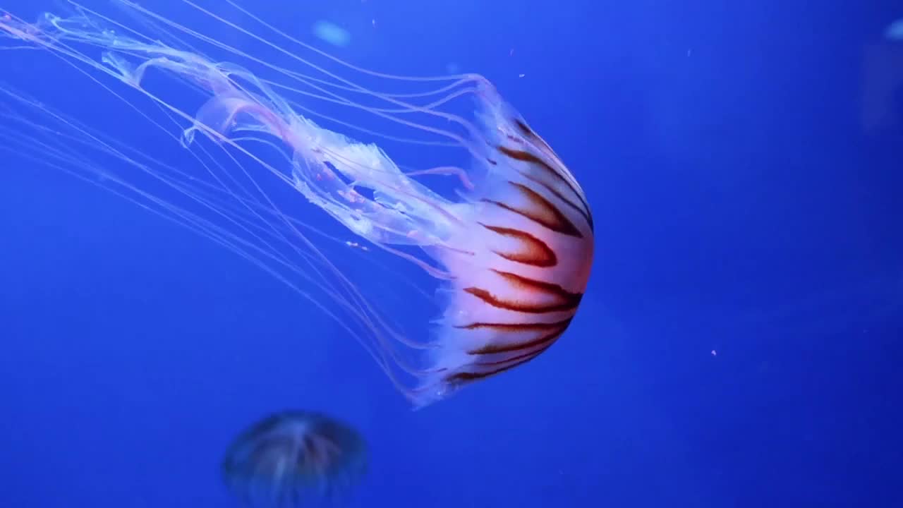 Jelly fish