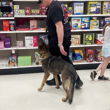 German Shepherd Off-Leash Heeling at Target