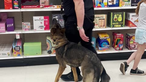 German Shepherd Off-Leash Heeling at Target