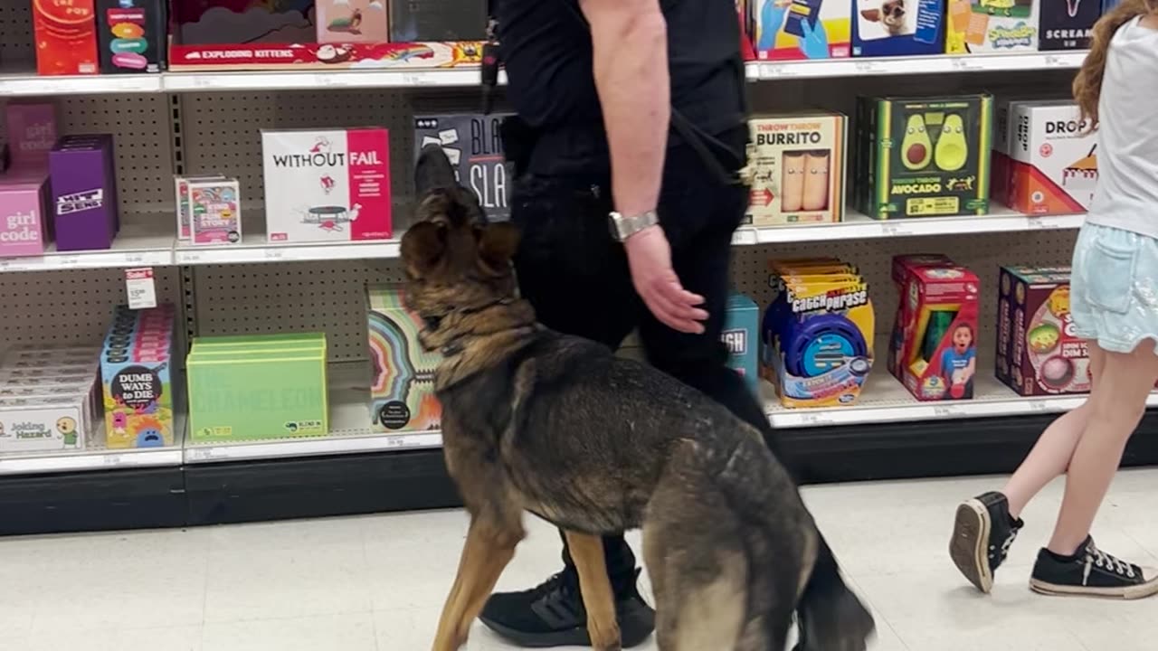 German Shepherd Off-Leash Heeling at Target